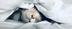 白い掛け布団の下で眠る猫
