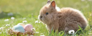 イースターのウサギと色とりどりの卵