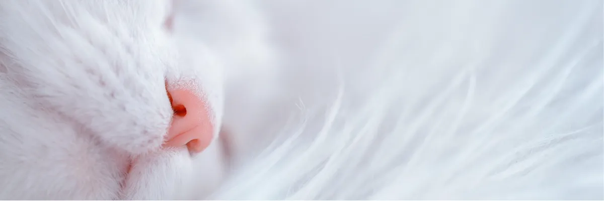 不眠症の漢方薬治療