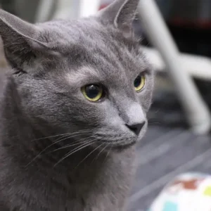 症例82 猫アレルギーによる蕁麻疹に漢方薬が奏功した症例